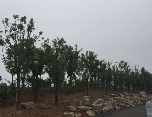 大象湖濕地公園景觀(guān)建設(shè)已完成喬灌木種植